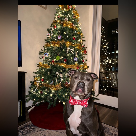 Lionheart Christmas Dog Collar & Bowtie - Picture 12 of 12